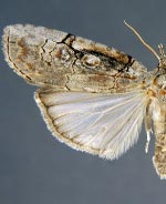 Iscadia aperta