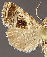 Tripudia rectangula