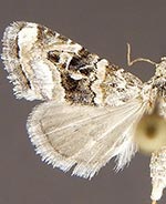 Tripudia chihuahua