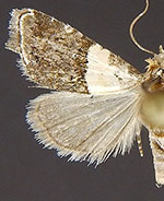 Tripudia dimidata