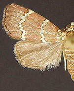 Phoenicophanta modestula