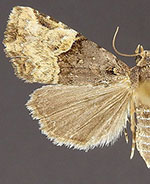 Ozarba catilina