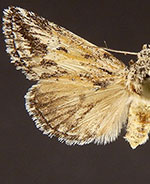 Airamia albiocula