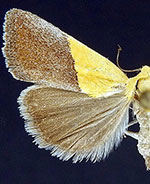 Ponometia semiflava