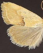 Ponometia venustula