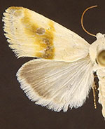 Ponometia virginalis