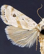 Ponometia hutsoni