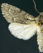 Acronicta tota