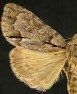 Acronicta grisea