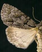 Acronicta grisea