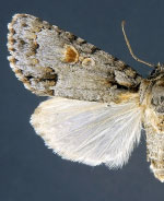 Acronicta albarufa