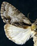 Acronicta mansueta