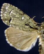 Acronicta vinnula