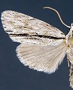 Acronicta perblanda