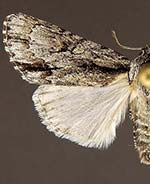 Acronicta valliscola