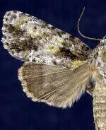 Acronicta exilis