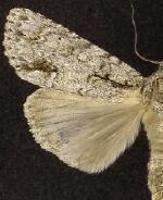 Acronicta clarescens