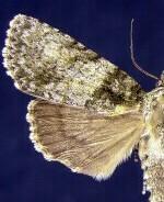 Acronicta increta