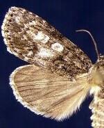 Acronicta retardata