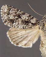 Acronicta brumosa