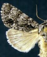 Acronicta impressa