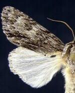 Acronicta longa