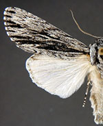 Acronicta edolata