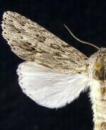 Acronicta oblinita