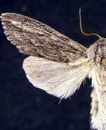 Acronicta lanceolaria