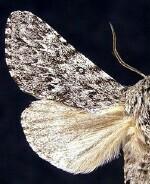 Acronicta lupini