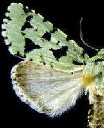 Acronicta fallax