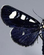 Alypiodes bimaculata