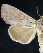 Apamea acera