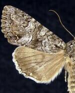 Apamea occidens