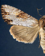 Apamea xylodes