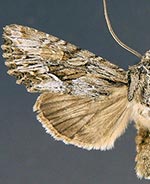 Apamea cinefacta