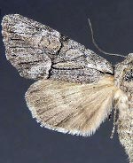 Eremobina unicincta