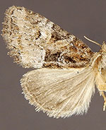 Neoligia semicana