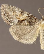 Neoligia surdirena