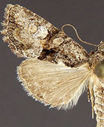 Neoligia tonsa