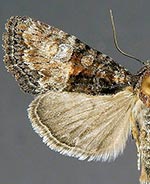 Neoligia elephas