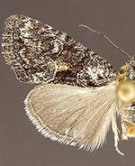 Neoligia albirena