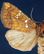 Papaipema rutila