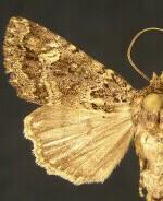 Aseptis binotata