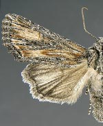 Aseptis susquesa