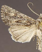 Aseptis serrula