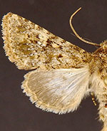 Pseudobryomima fallax