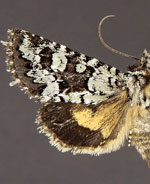 Pseudanarta basivirida