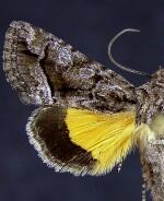 Pseudanarta singula