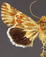 Pseudanthoecia tumida